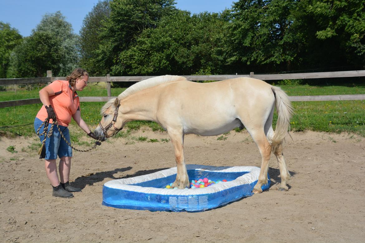 Fjordhest Ellegaards Trofæ billede 12