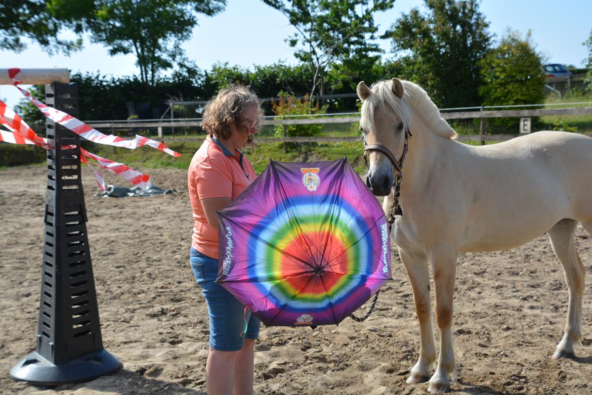 Fjordhest Ellegaards Trofæ billede 13