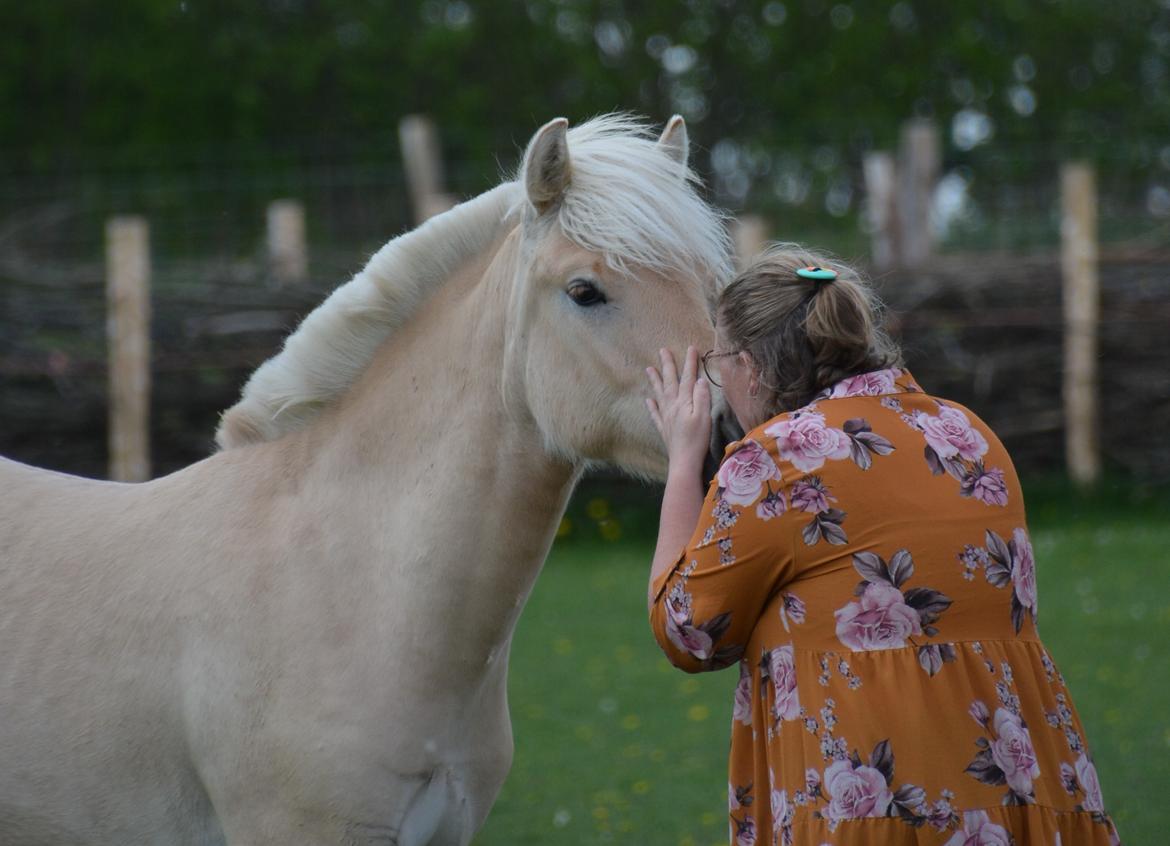 Fjordhest Ellegaards Trofæ billede 14