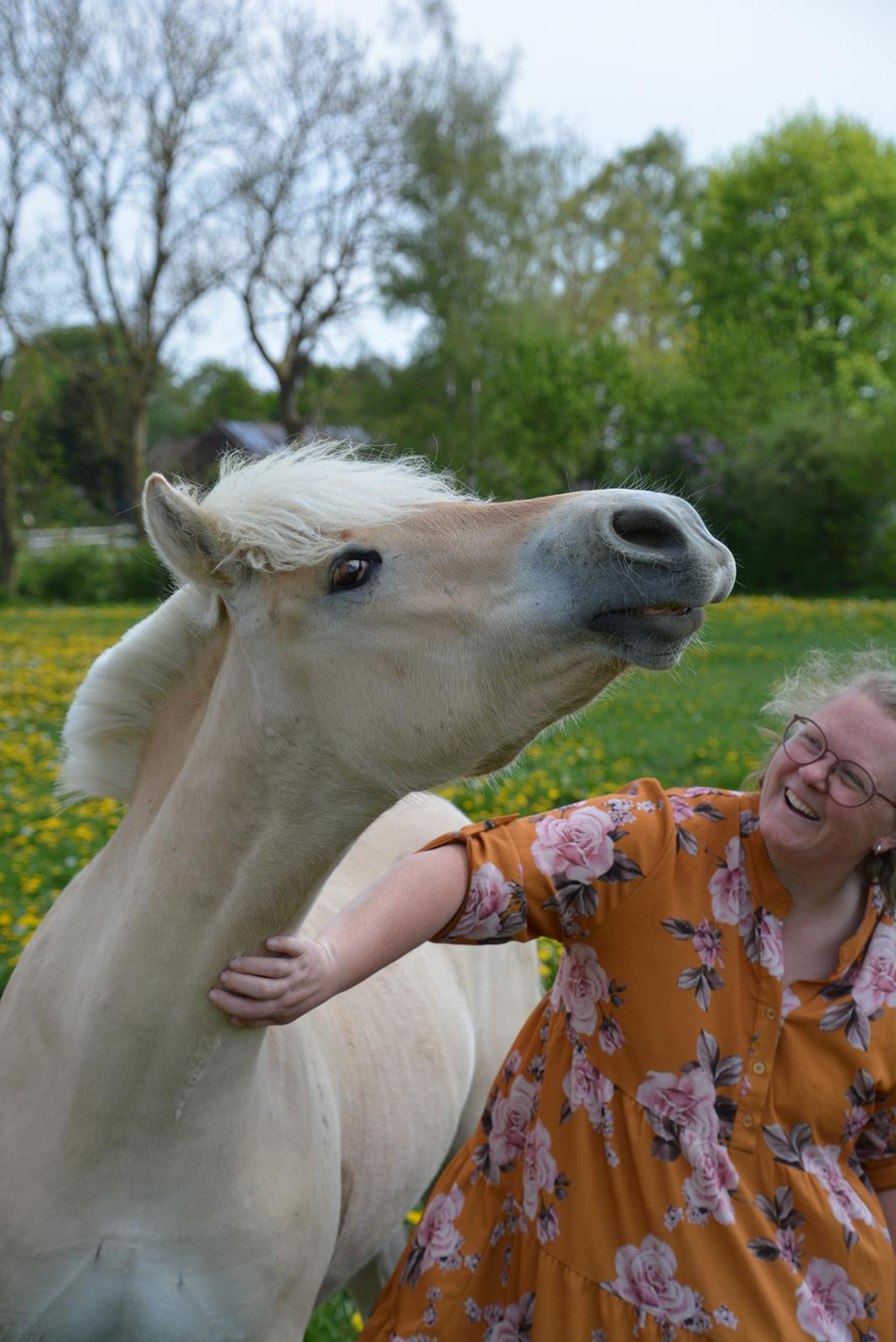 Fjordhest Ellegaards Trofæ billede 16