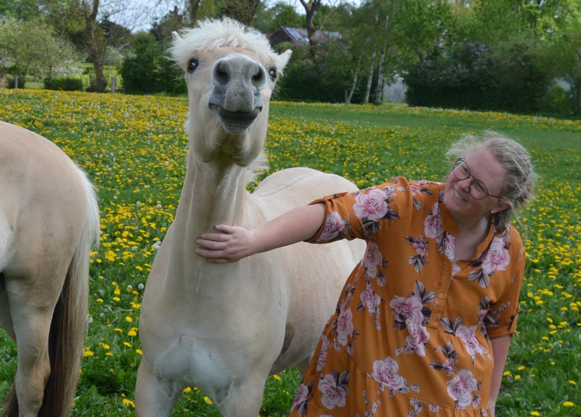 Fjordhest Ellegaards Trofæ billede 15