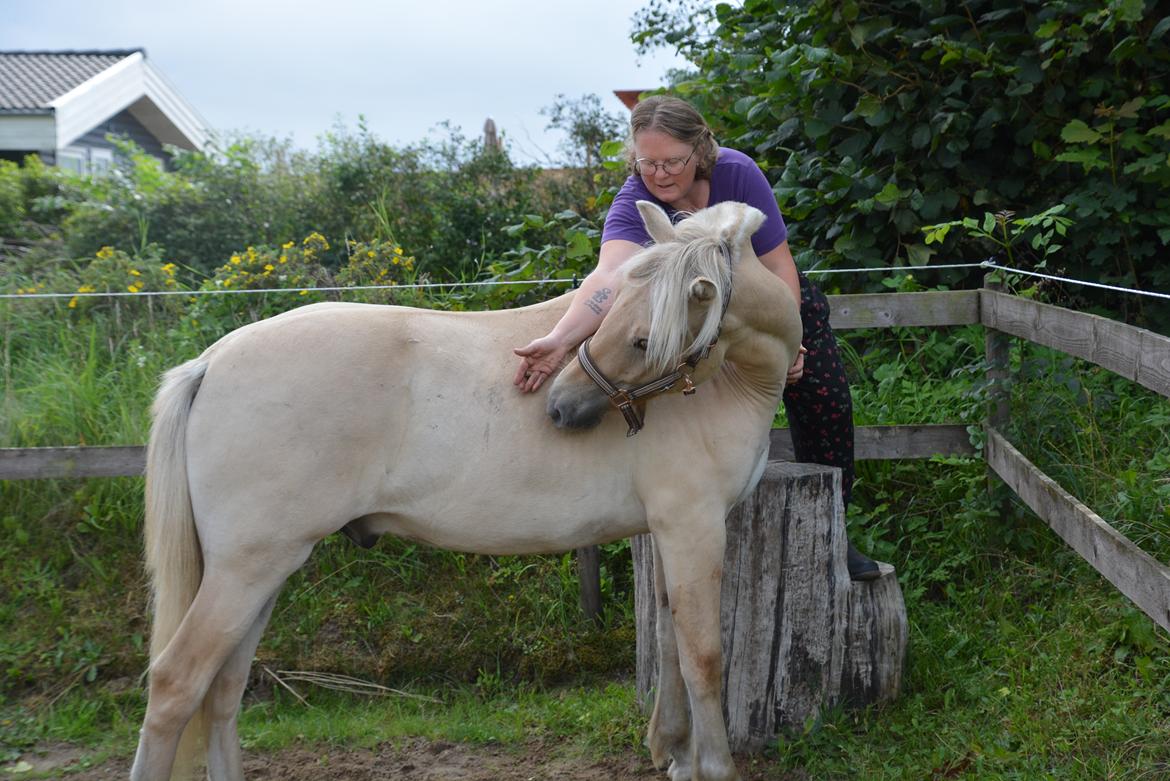 Fjordhest Ellegaards Trofæ billede 17