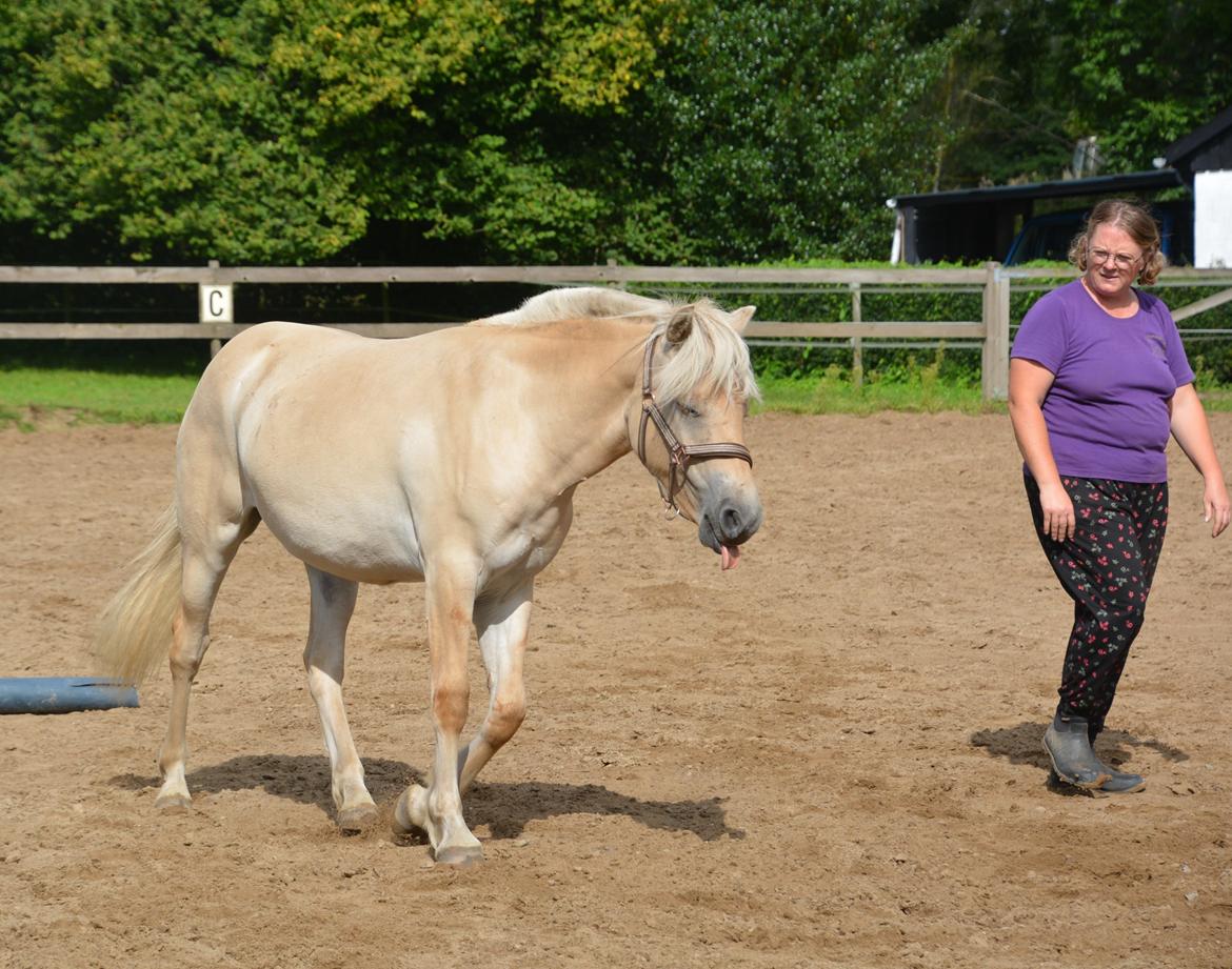 Fjordhest Ellegaards Trofæ billede 20