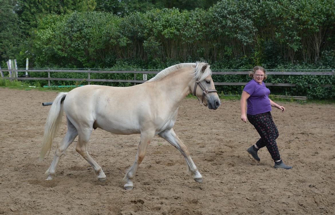 Fjordhest Ellegaards Trofæ billede 18