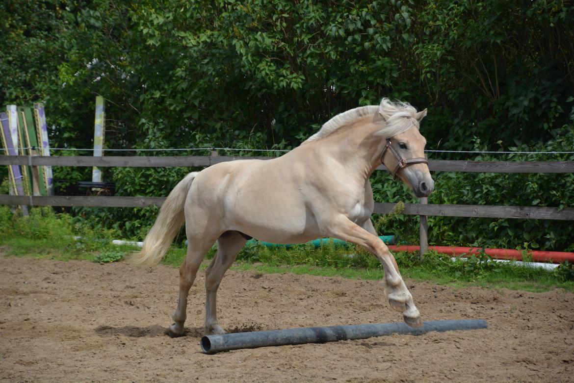 Fjordhest Ellegaards Trofæ billede 19