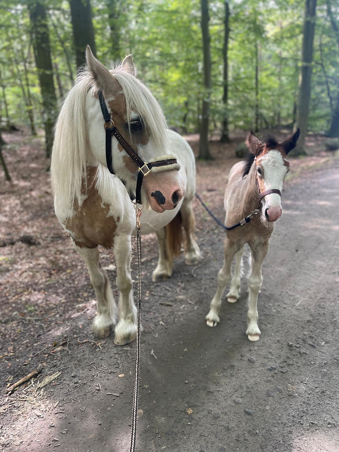 Irish Cob Crossbreed Phantom's feline billede 19