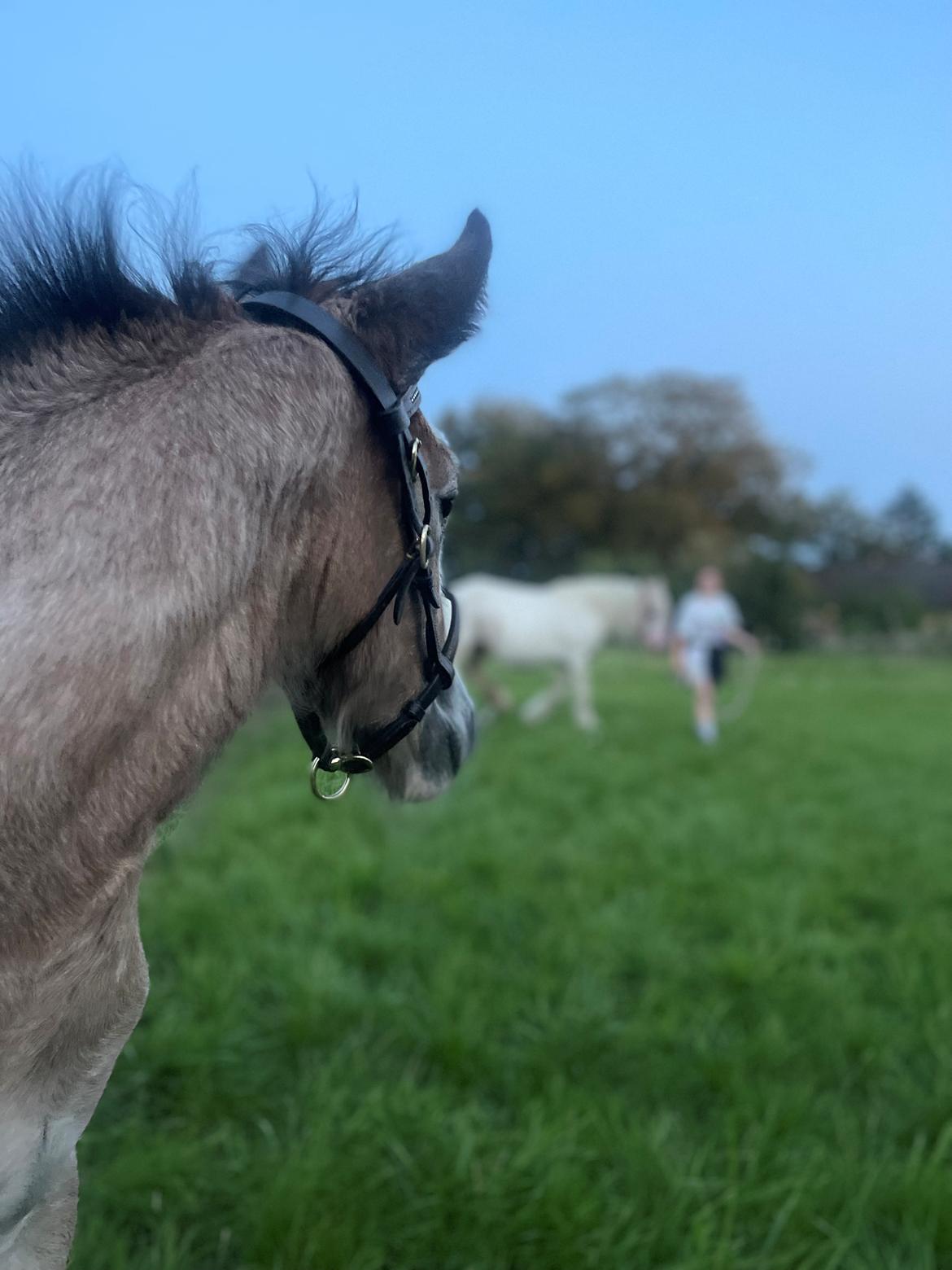 Irish Cob Crossbreed Phantom's feline billede 20