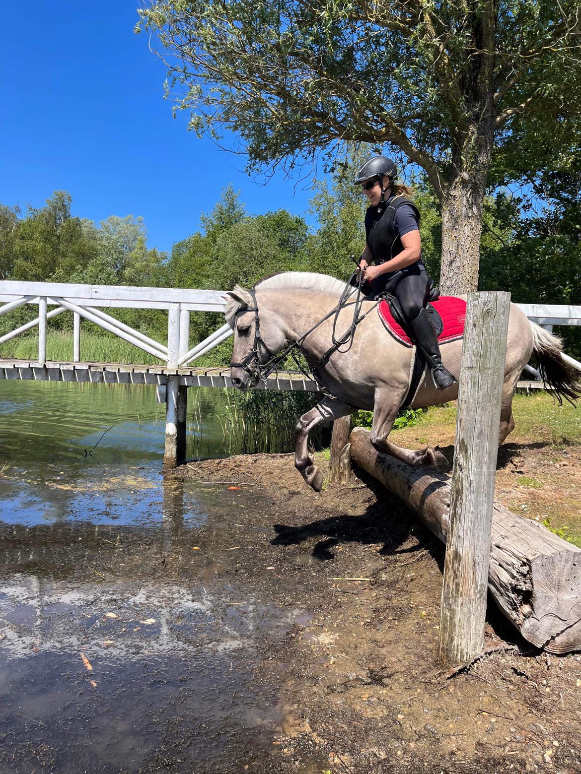 Fjordhest Imke billede 12