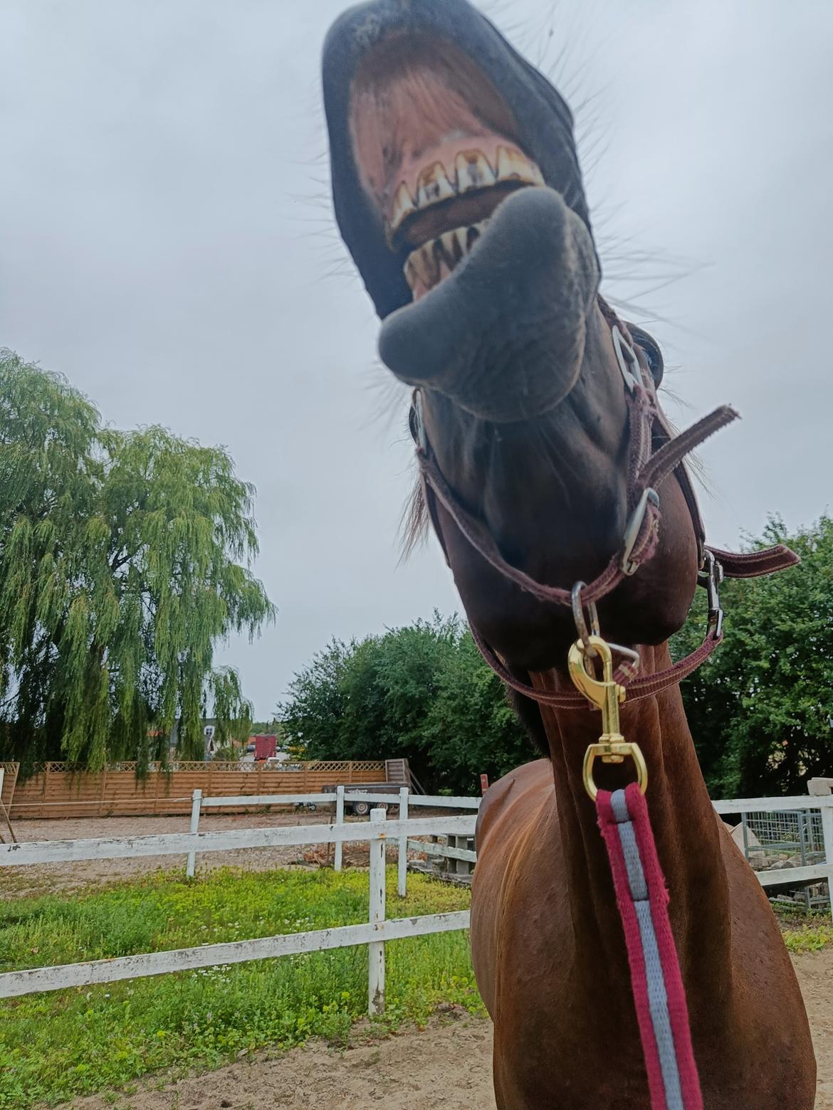 Anden særlig race Dancing clara billede 2