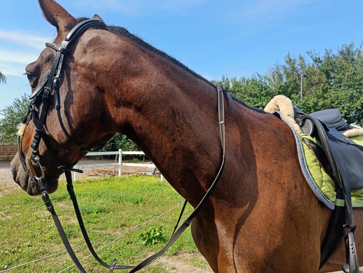 Anden særlig race Dancing clara billede 3