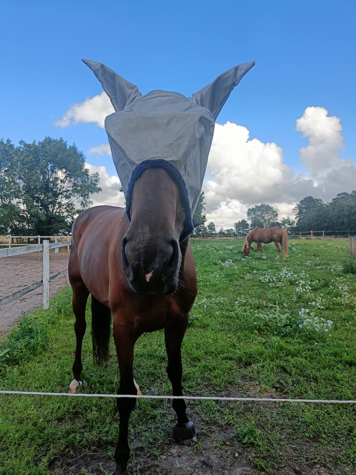 Anden særlig race Dancing clara billede 6