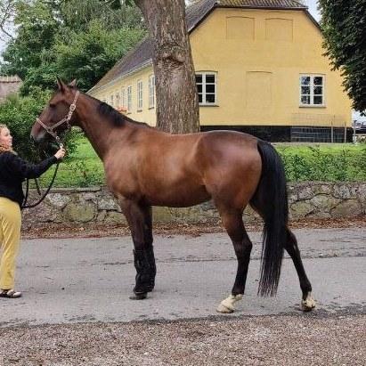 Anden særlig race Dancing clara billede 7