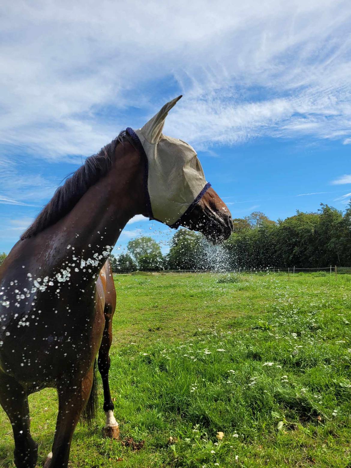 Anden særlig race Dancing clara billede 8