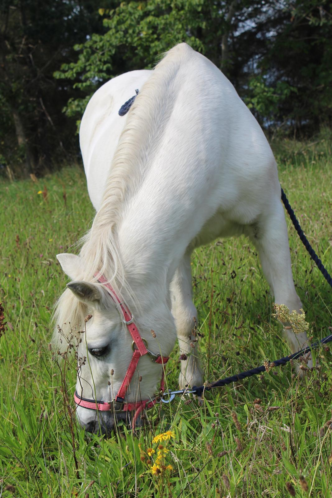 Welsh Mountain (sec A) Snehvide (Sne) - august 2023 billede 14