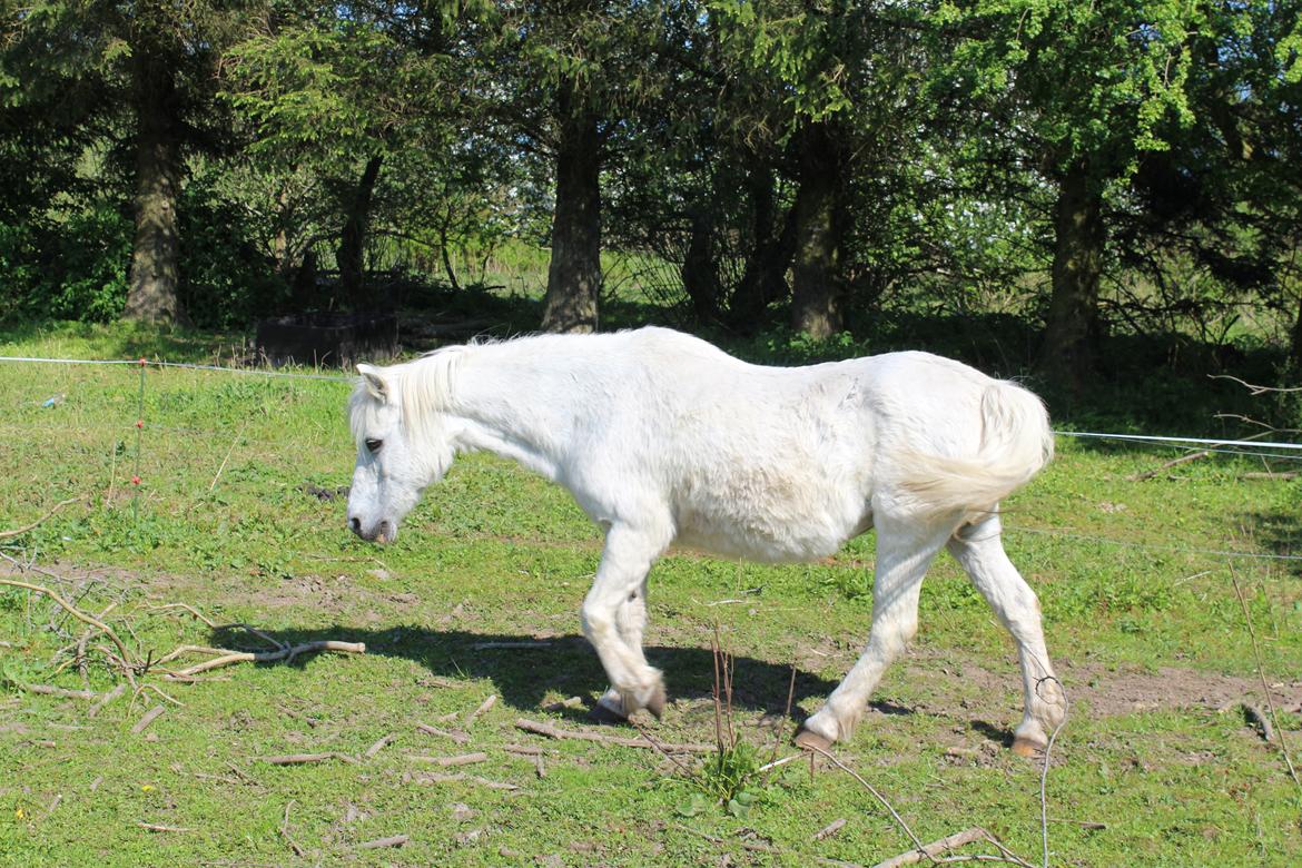 Welsh Mountain (sec A) Snehvide (Sne) - Maj 2023 billede 17