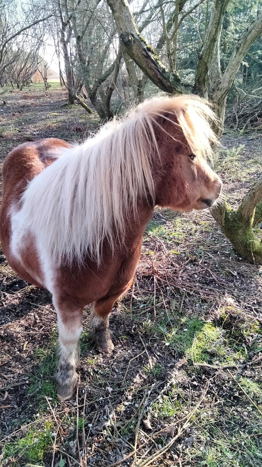 Shetlænder Ronja - April 2023 billede 15