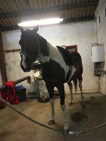 Pinto Solgårdens Liva billede 18