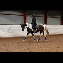 Pinto Solgårdens Liva billede 19