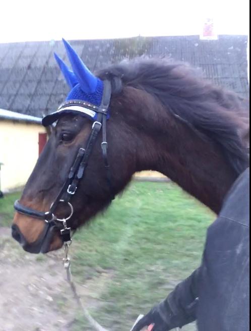 Dansk Varmblod Digtergårdens Picasso billede 1