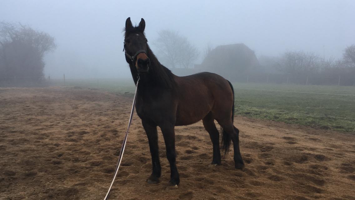 Dansk Varmblod Digtergårdens Picasso billede 3