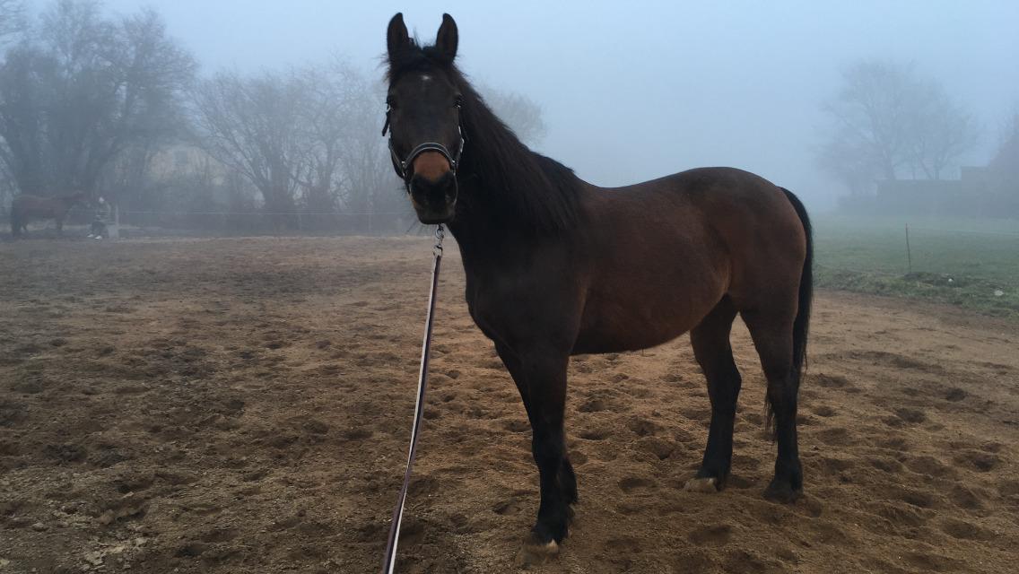 Dansk Varmblod Digtergårdens Picasso billede 4