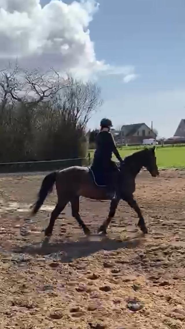 Dansk Varmblod Digtergårdens Picasso billede 5