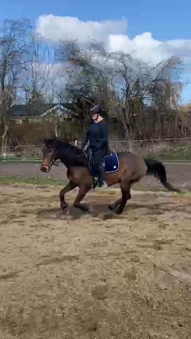 Dansk Varmblod Digtergårdens Picasso billede 6