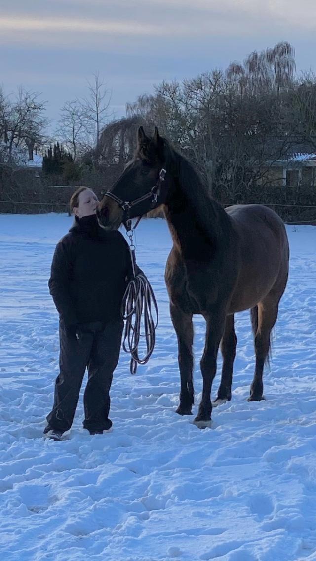Dansk Varmblod Digtergårdens Picasso billede 2