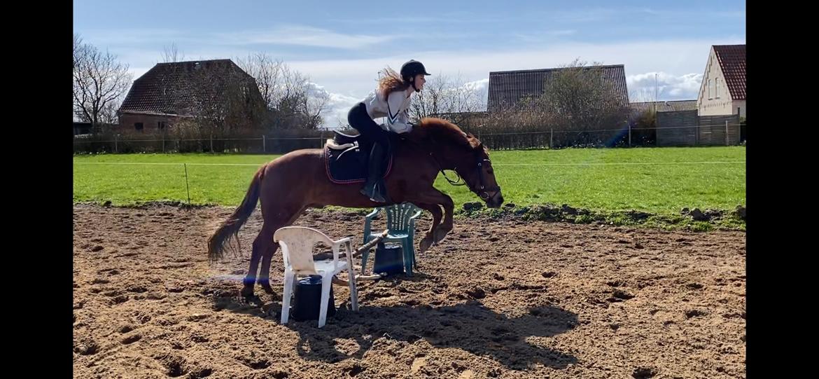 Tysk Sportspony Pyrus billede 1