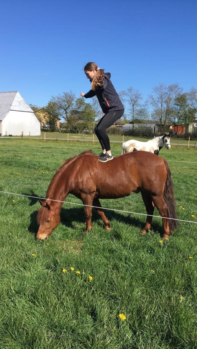 Tysk Sportspony Pyrus billede 3