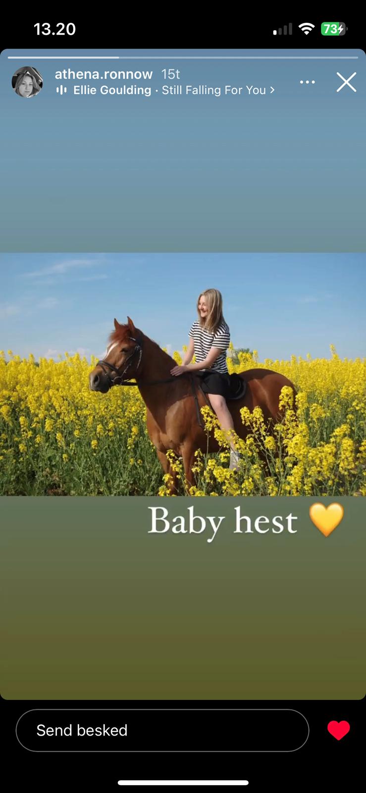 Tysk Sportspony Pyrus billede 4