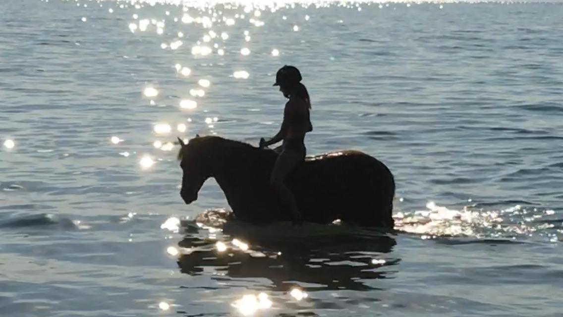 Tysk Sportspony Pyrus billede 5