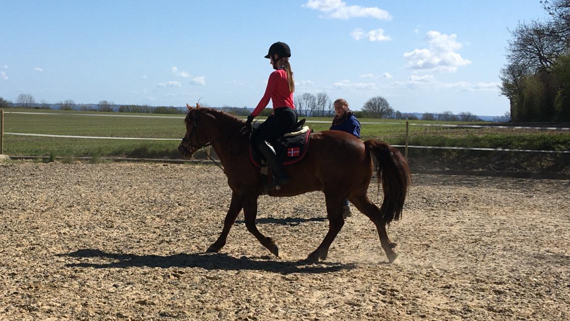 Tysk Sportspony Pyrus billede 2