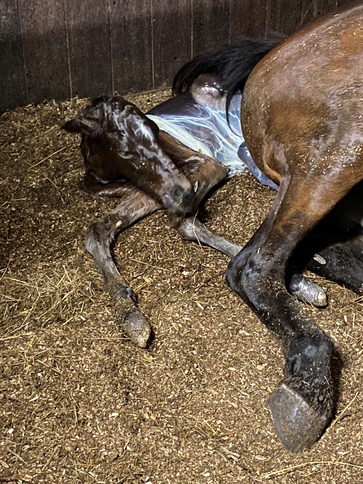 DSP R.N. Amazing Cherry (solgt) billede 2