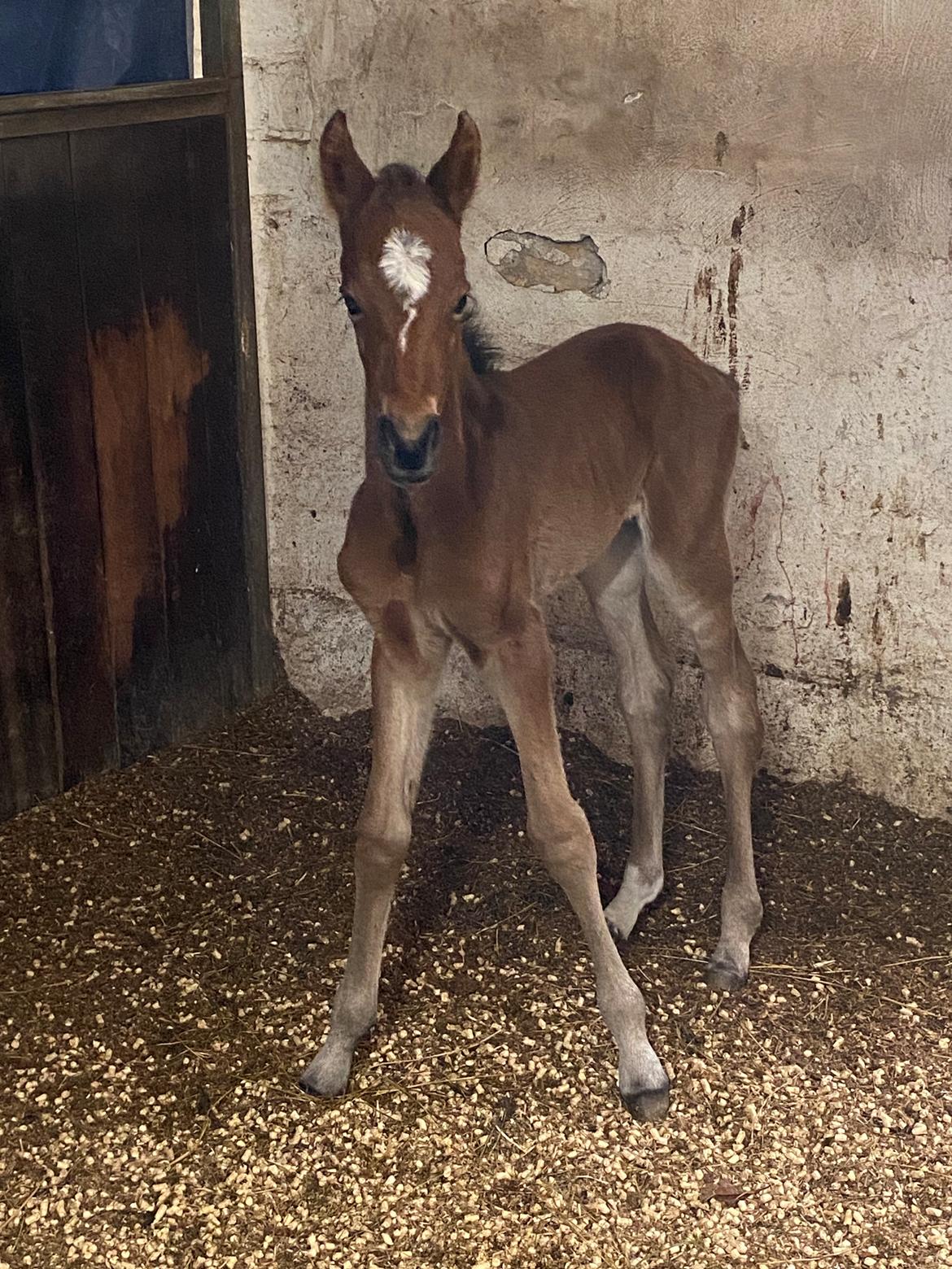 DSP R.N. Amazing Cherry (solgt) billede 1