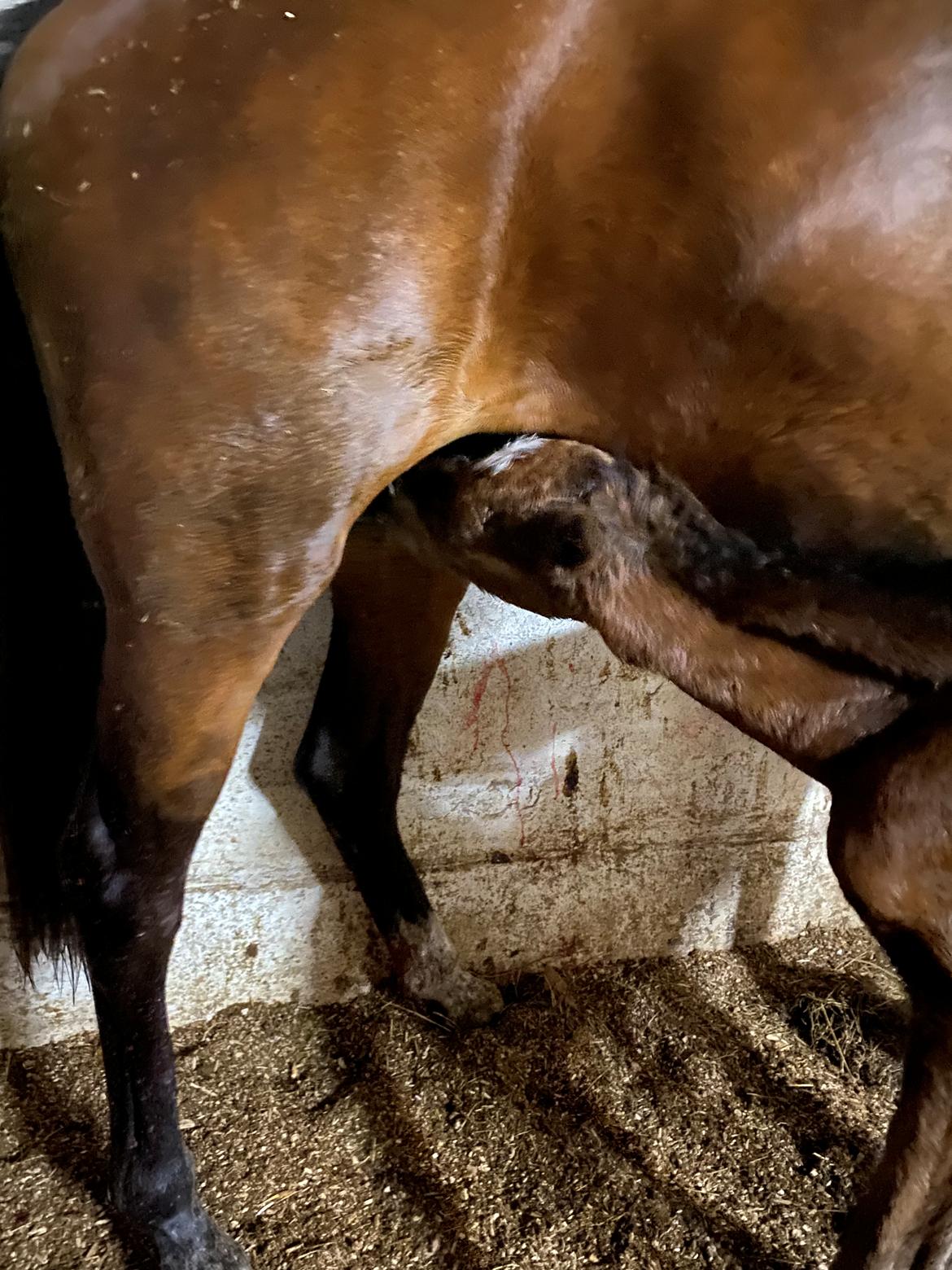 DSP R.N. Amazing Cherry (solgt) billede 3