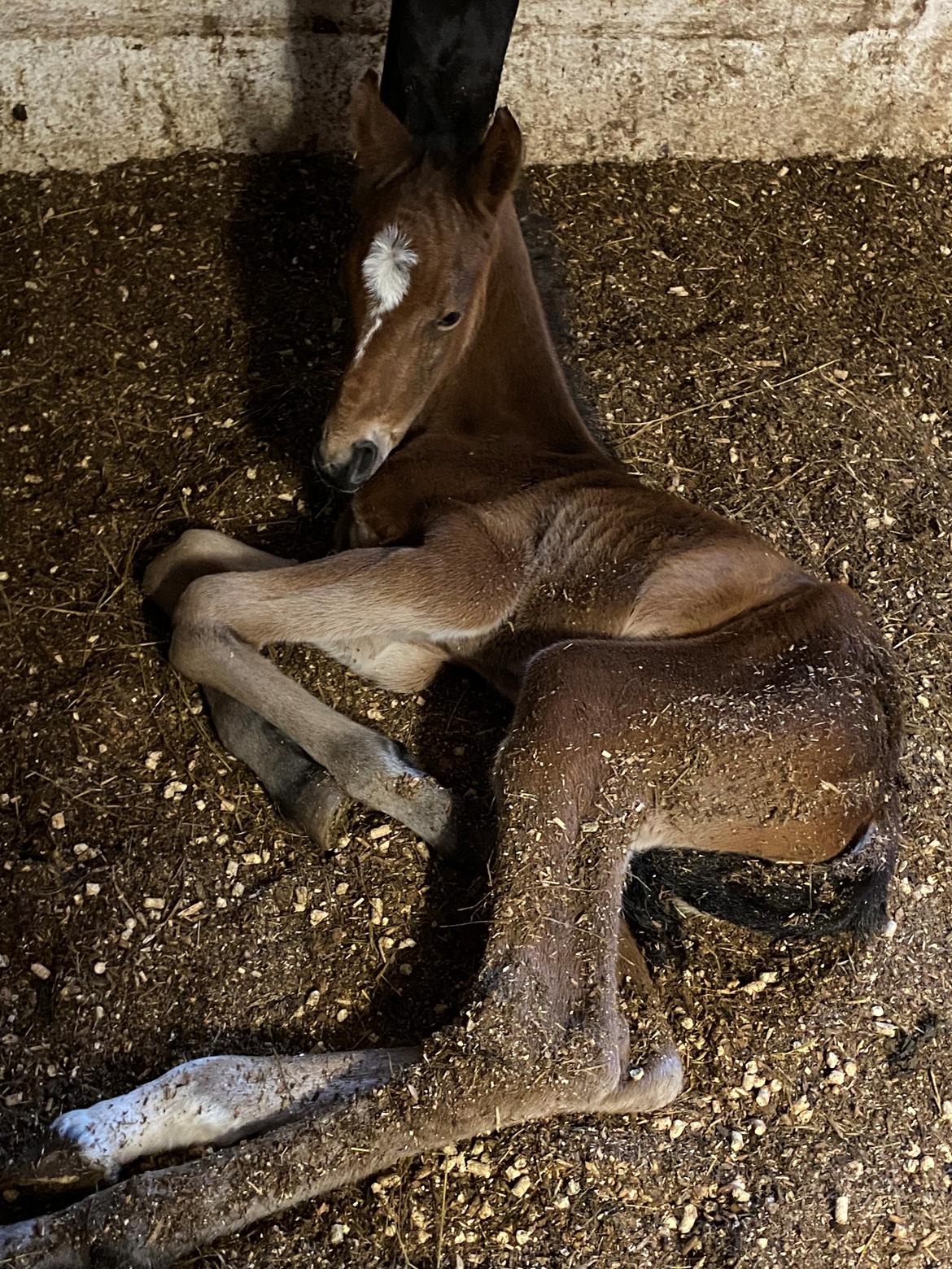 DSP R.N. Amazing Cherry (solgt) billede 4