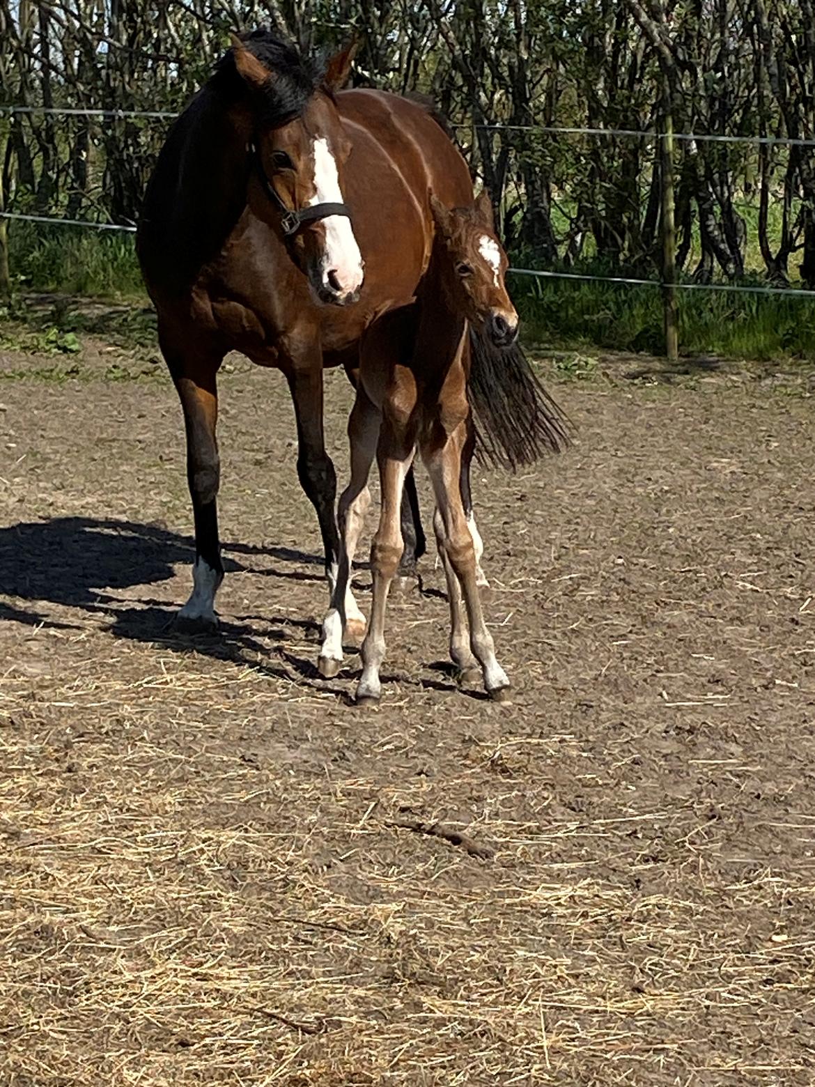 DSP R.N. Amazing Cherry (solgt) billede 5