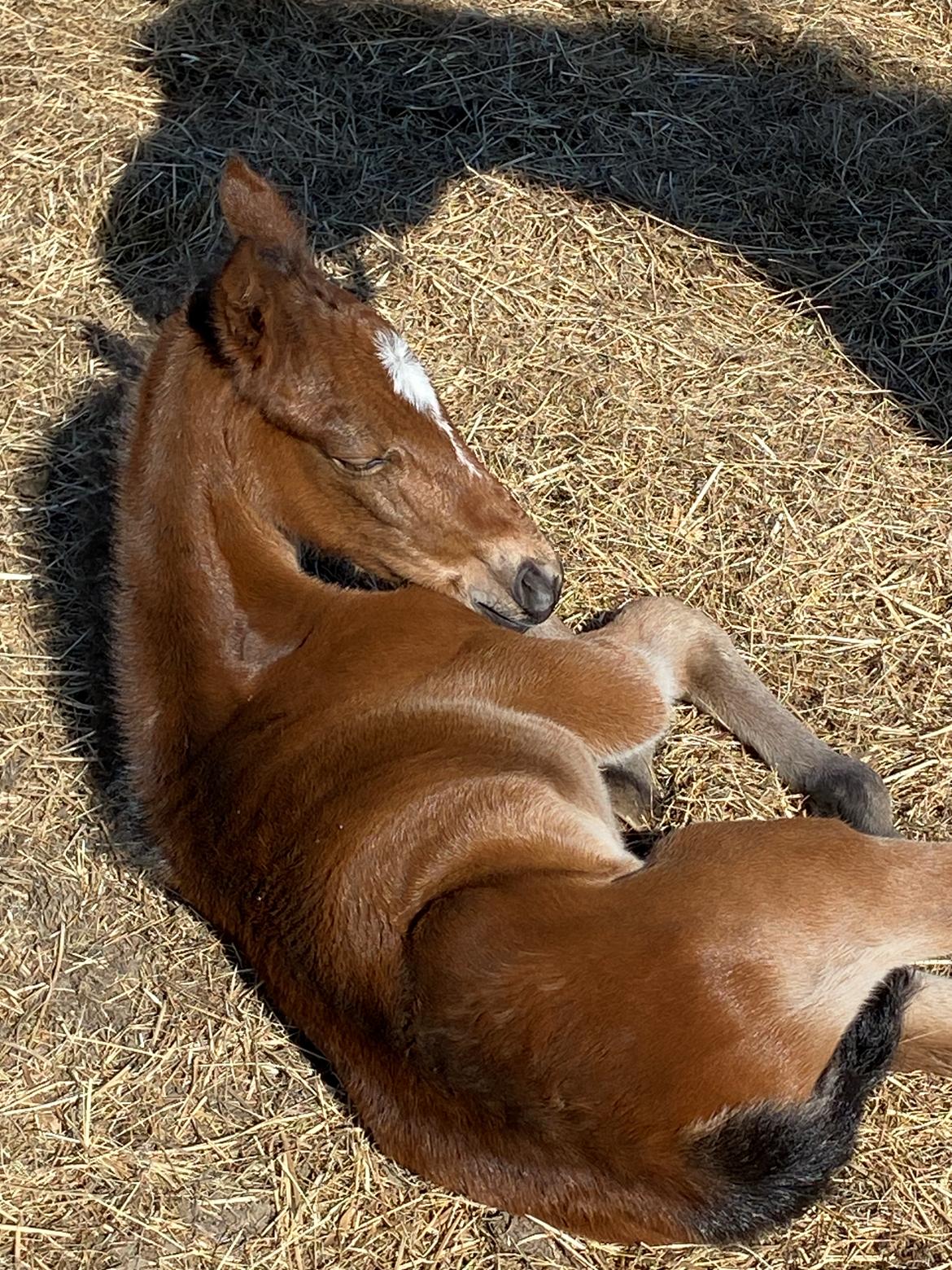 DSP R.N. Amazing Cherry (solgt) billede 7