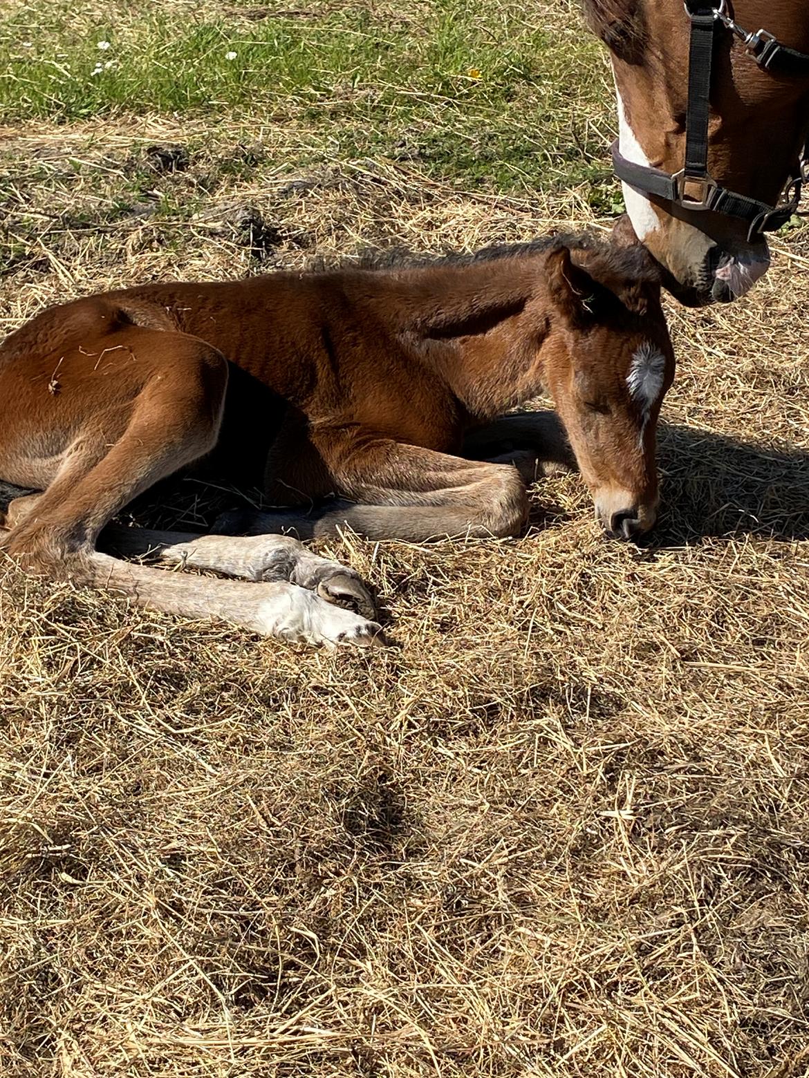 DSP R.N. Amazing Cherry (solgt) billede 8