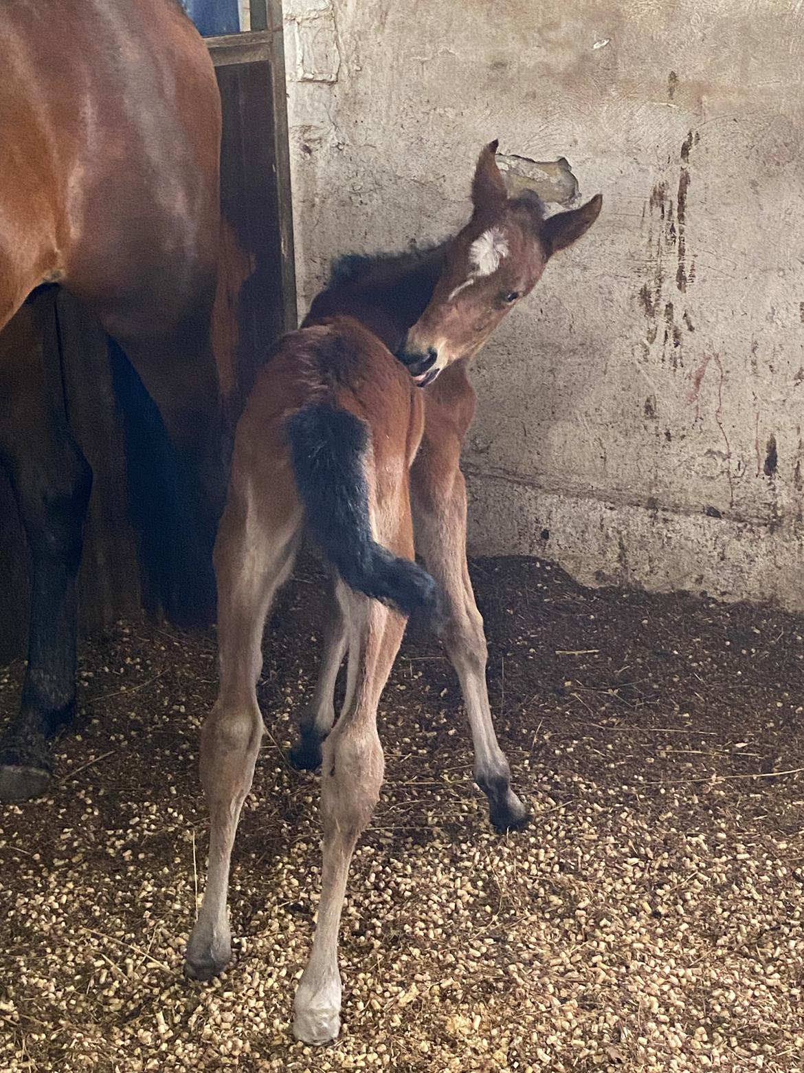 DSP R.N. Amazing Cherry (solgt) billede 10