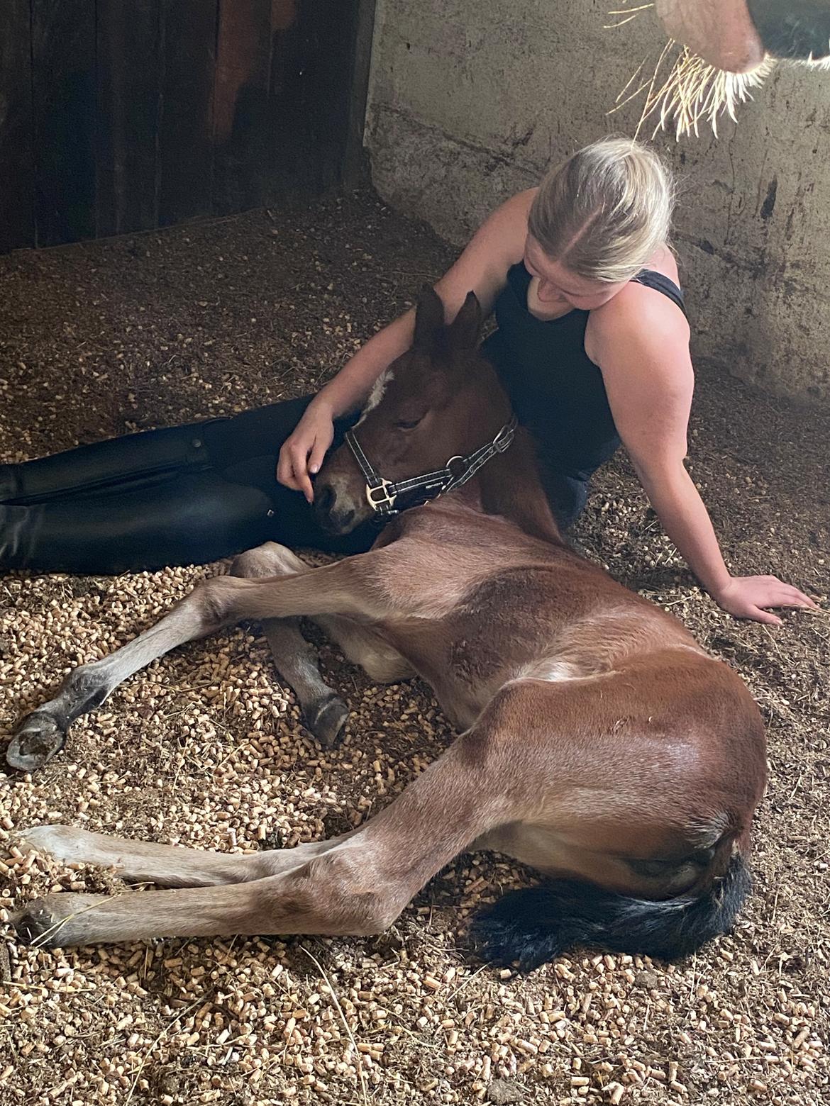 DSP R.N. Amazing Cherry (solgt) billede 12