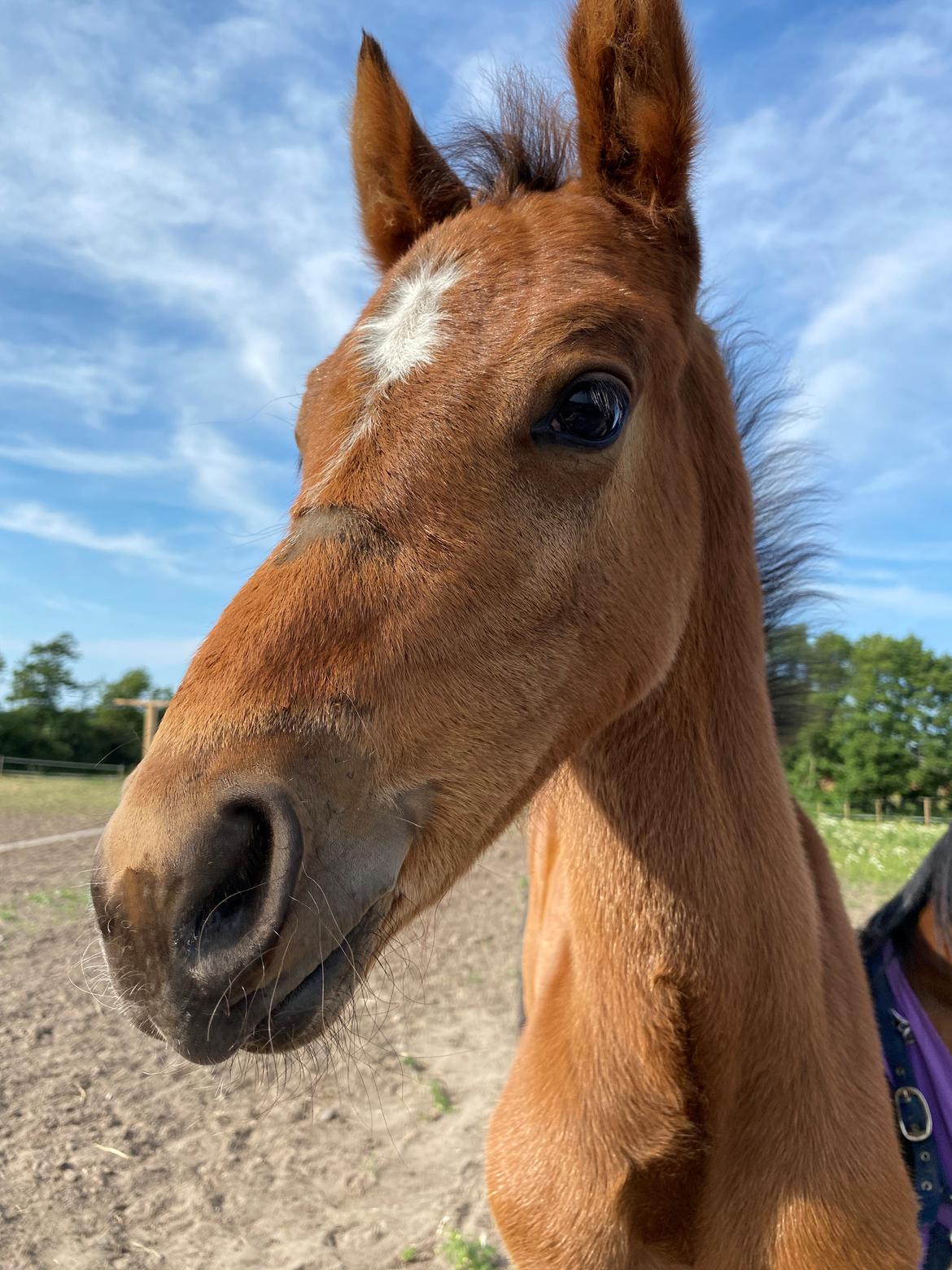 DSP R.N. Amazing Cherry (solgt) billede 13