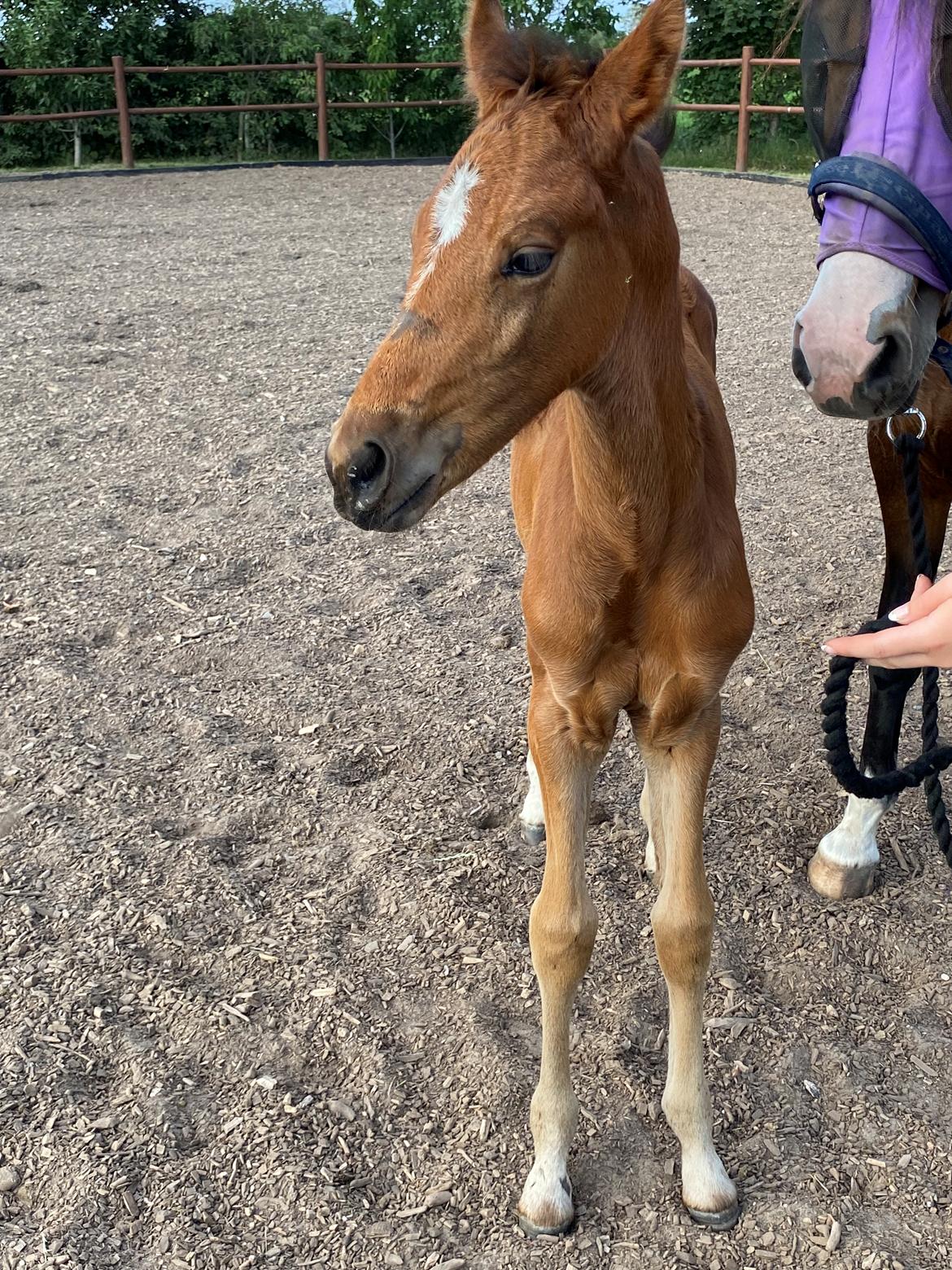 DSP R.N. Amazing Cherry (solgt) billede 14