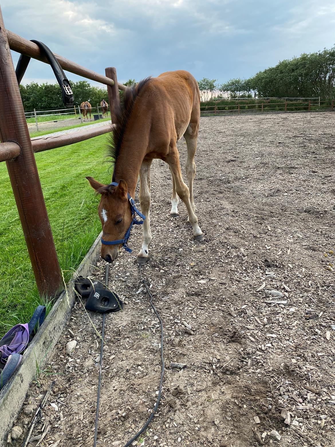 DSP R.N. Amazing Cherry (solgt) billede 15