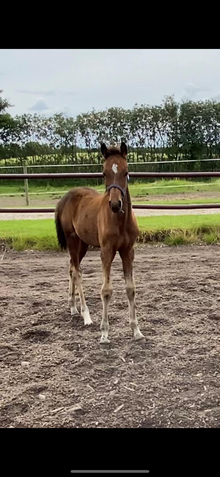 DSP R.N. Amazing Cherry (solgt) billede 16