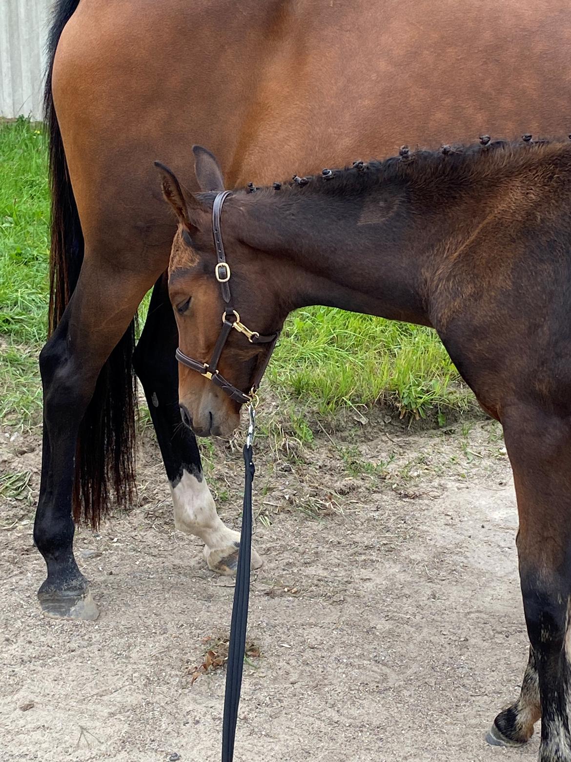 DSP R.N. Amazing Cherry (solgt) billede 20