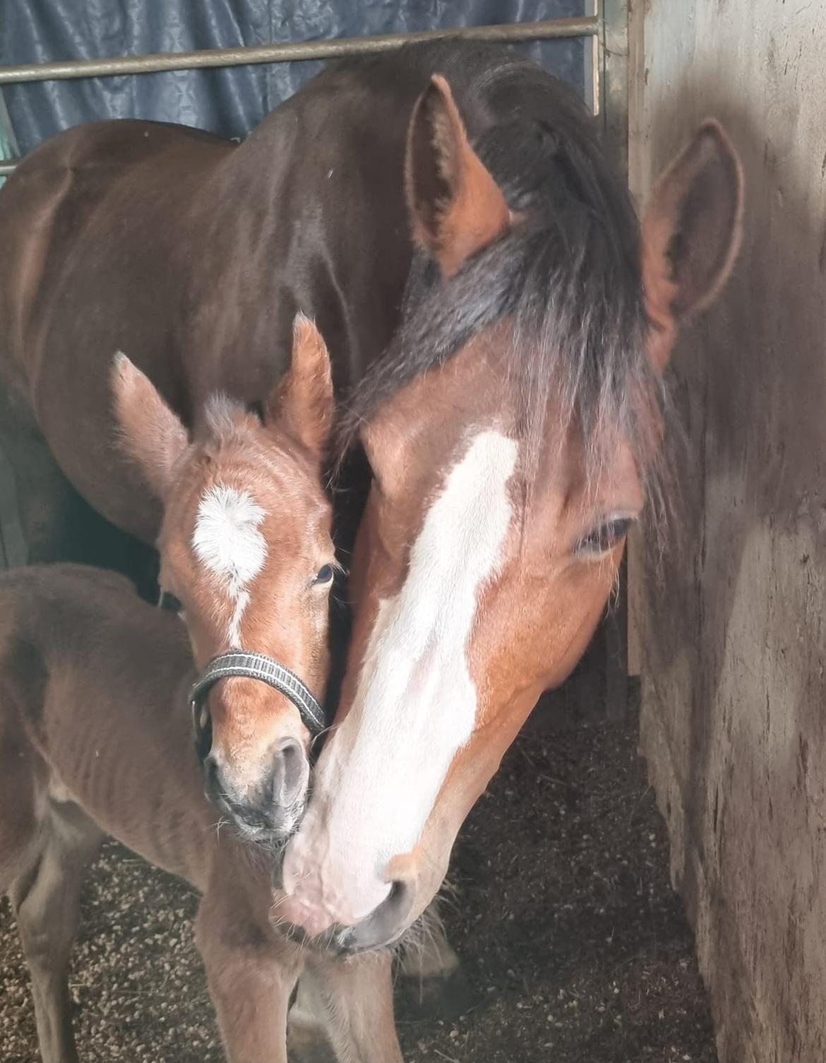 DSP Lykkehøjs Belle Ami  billede 14