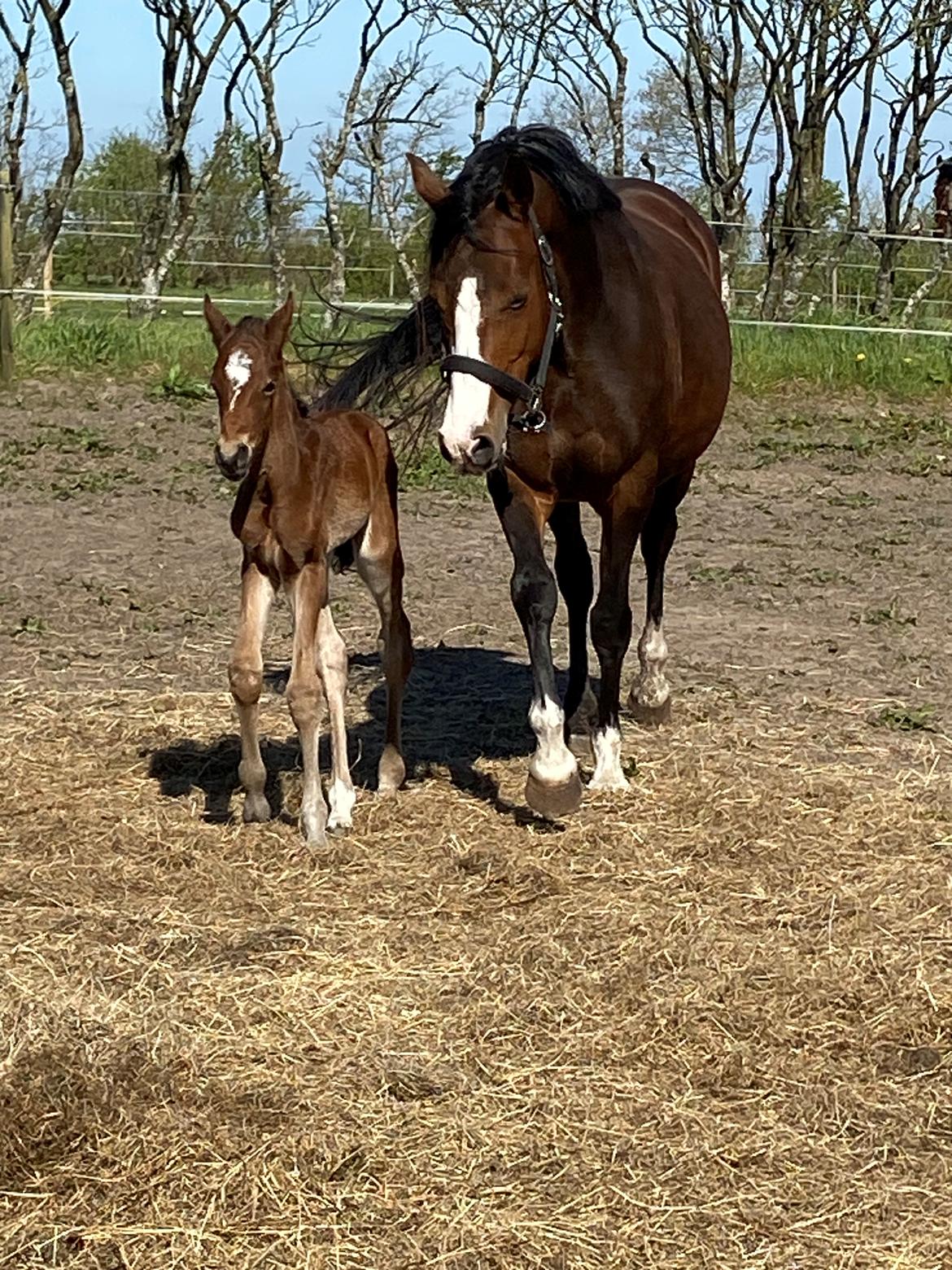 DSP Lykkehøjs Belle Ami  billede 11