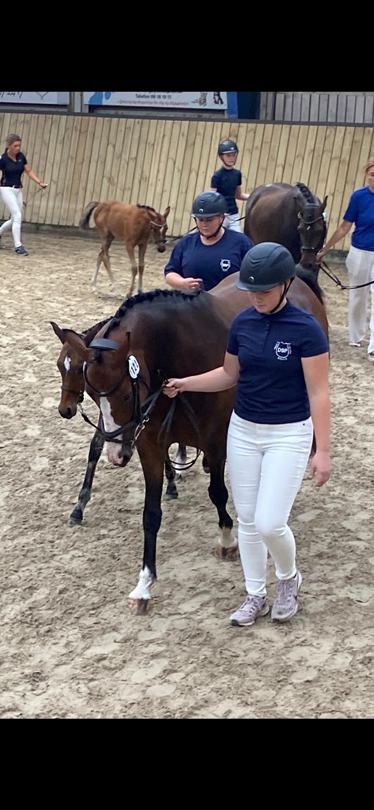 DSP Lykkehøjs Belle Ami  billede 19